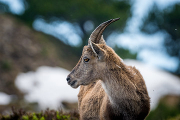 Steingeiss in den Schweizer Alpen