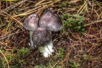 Tricholoma portentosum