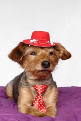 petit chien en position couché habillé d'une cravate rouge et d'un chapeau rouge