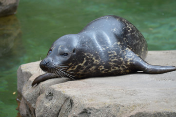 Harbor seal on a rock