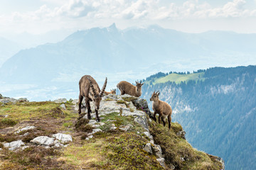 Fototapeta premium Männlicher Steinbock, Berner Oberland, Schweiz