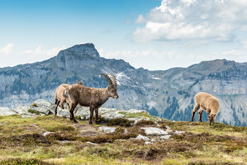 Fototapeta premium Männlicher Steinbock mit Jungtieren, Berner Oberland, Schweiz