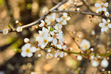 Kwiatki i mlode pączki na gałązkach wiosennych drzew.