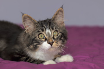 portrait d'un chaton maine coon de couleur tigré gris avec col blanc