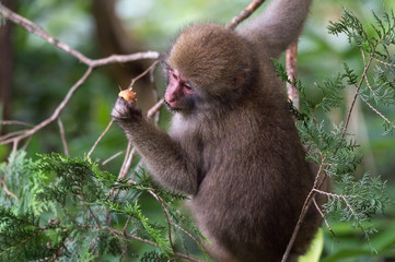 Young Japanese monkey, Macaca fuscata, Kamikochi