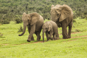 Family of elephants on a path