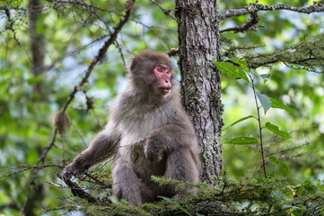 Japanese monkey, Macaca fuscata, Kamikochi