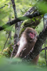 Female Japanese monkey, Macaca fuscata, Kamikochi