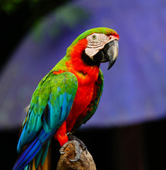 parrot    © SUKTSHAT