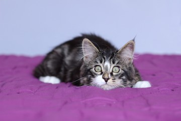 chaton maine coon de couleur gris tigré qui surveille sa proie en position couché