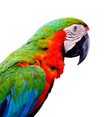 Beautiful parrots in the morning.