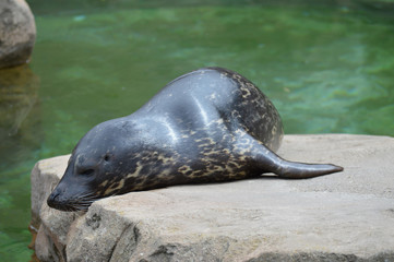 Naklejka premium Harbor seal on a rock