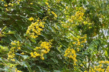 Yellow flowers in the summer garden.