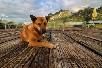 Dog posing for a camera and sitting on wooden terrace with mountains view and blue sky background in cloudy day.