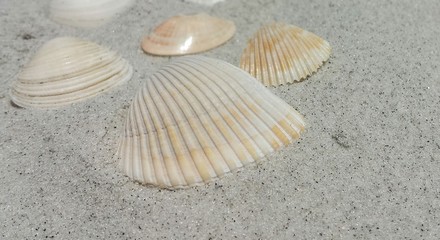 Seashells on the beach in Atlantic coast of North Florida