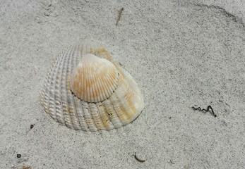 Seashells on the beach in Atlantic coast of North Florida, closeup