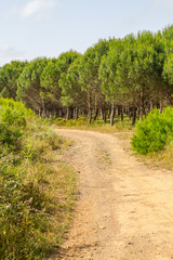 Fototapeta na wymiar Road in Ajezur with pine forest and vegetation