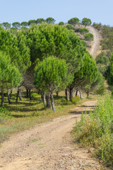 Fototapeta na wymiar Road in Ajezur with pine forest, mountain and vegetation