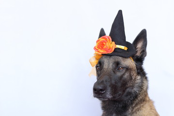berger belge malinois habillé d'un chapeau pointu et d'une fleur orange pour la fête d'halloween avec les oreilles droites