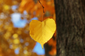 Autumn heart-shaped leaf on a branch