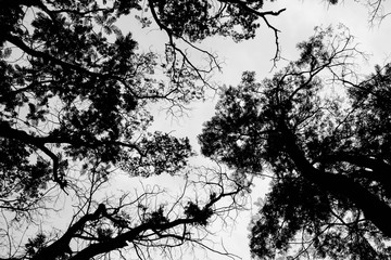 silhouette of tree branches - monochrome