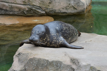 Harbor seal on a rock