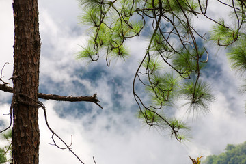 Branches  and leaves of Pine Tree with misty morning background.