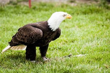 Aigle pyrargue