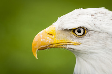 Portrait close up d'un aigle pyrargue