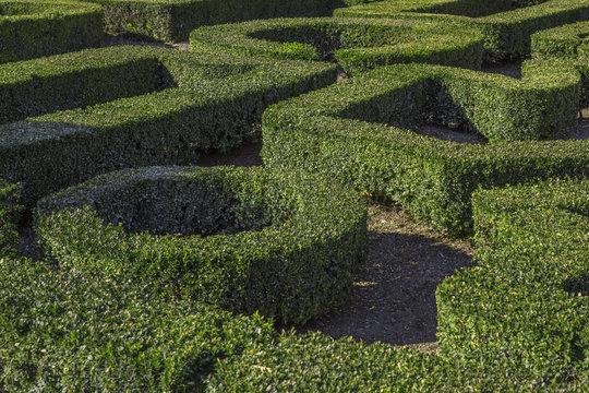 Dettaglio del labirinto di siepi che si trova nel giardino di Villa Lante a Bagnaia, vicino Viterbo, in Italia.
