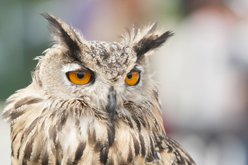 Hibou grand duc
