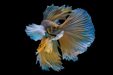 The moving moment beautiful of yellow siamese betta fish or half moon betta splendens fighting fish in thailand on black background. Thailand called Pla-kad or dumbo big ear fish.