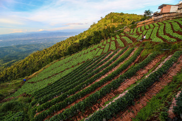 Fototapeta na wymiar Plantation of cabbage terrace on the mountain with blue sky background, Mae Jam,Chiangmai,Thailand.