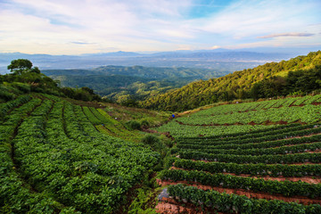 Fototapeta na wymiar Plantation of cabbage on the mountain, Panorama view with blue sky background, Mae Jam,Chiangmai,Thailand.