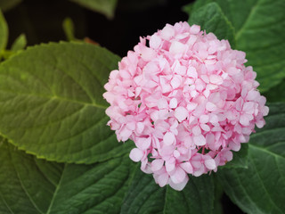 Obraz premium Pink hydrengeas flowers blooming in the garden.