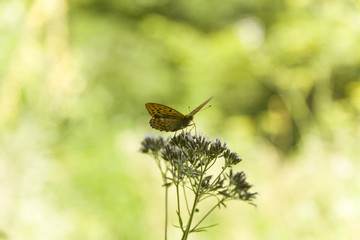 Soft focus. Butterfly on flowers / beautiful butterfly & flower in the garden / Close Up butterfly on flower / butterfly.