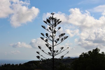 etagenbaum