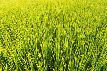 Obraz na płótnie Canvas Soft focus of green rice leaf in paddy field.Thailand.