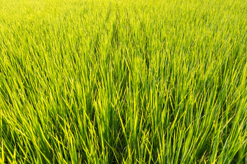 Obraz premium Soft focus of green rice leaf in paddy field.Thailand.