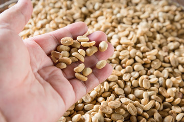 Human hands pouring dry coffee beans.