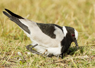 Blacksmith plover sitting on eggs