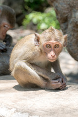Monkey at Khao Luang Cave Thailand