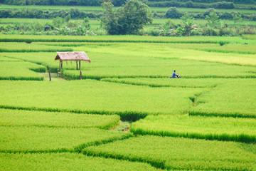 Fototapeta na wymiar View of green rice paddy background in raining season at Nan Province, Thailand.