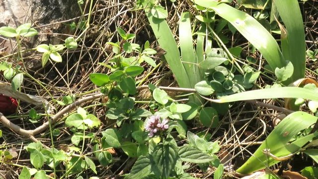 farfalla succhia nettare da  un fiore