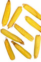 Corn isolated on white background. Collection of corn. Abstraction