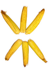Corn isolated on white background. Collection of corn. Abstraction