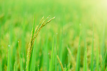 Rice field , close up green Jasmine rice with soft warm light in the morning at Thailand.