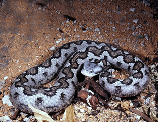 Lataste's viper, Vipera latastei gaditana, lives in the Spanish mountains