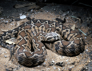 Palestine viper, Vipera palaestinae is a powerful poisonous snake