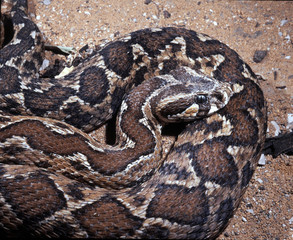 Palestine viper, Vipera palaestinae is a powerful poisonous snake